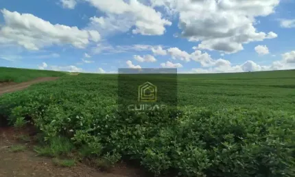 Fazenda/Sítios/Chácaras Á Venda Centro Cornélio Procopio
