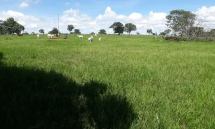 Fazenda à venda no Centro, Novo São Joaquim 