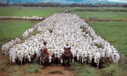 Fazenda à Venda  150.000 Hectares | Atualmente Pecuária e Extração de