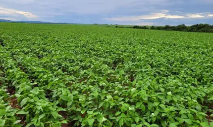 Fazenda à venda no Centro, Paranatinga 