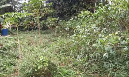 Chácara / sítio à venda na Estrada Paiol, Recanto Campo Belo, São Paulo