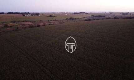 Fazenda à venda, 58 alqueires por R$ 21.000.000 - Zona Rural - Sertanópolis/PR