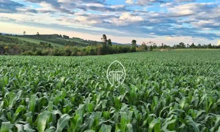 Sítio à venda, 5 alqueires  por R$ 600.000 - Zona Rural - Terra Nova/PR
