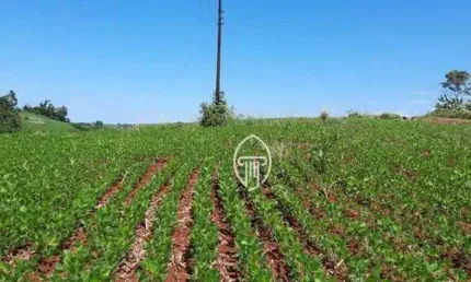 Sítio à venda, 10 alqueires por r$ 2.600.000 - zona rural - assaí/pr