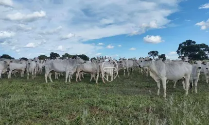Fazenda à venda, 2100 hecatres por R$ 40.000.000 - Zona Rural - Figueirão/MS