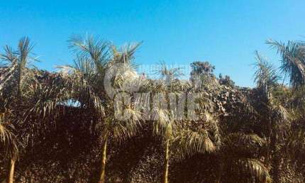 Vende-se Chácara no Jardim Colina Verda em Londrina - PR