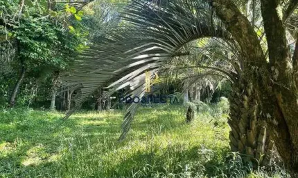 Chácara / sítio com 1 quarto à venda na Vila Seca, Caxias do Sul 
