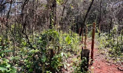 Vendo áreas de 1.000m2, plana com cerrado nativo. Lindo lugar! Pode escriturar! 6km de Pirenópolis/Go.