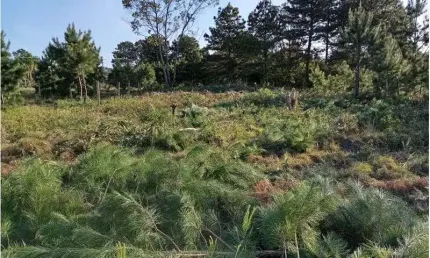 Terreno comercial à venda na Arroio Do Sal, 000, Balneário Pinus Park, Arroio do Sal