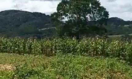 Terreno à venda, 28000 m²  bateias - campo largo/pr