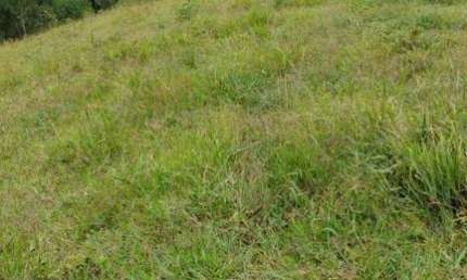 Chácara com 2 dormitórios à venda, 60000 m² por R$ 600.000 - Zoneamento e Uso do Solo Urbano - Lapa/PR