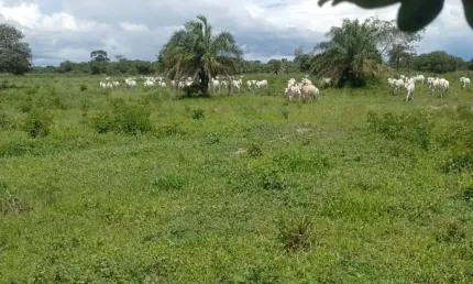 Fazenda à venda na Avenida Sebastião J. Santos, Zona Rural, Aruanã