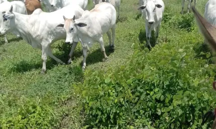 Fazenda à venda na Avenida Araguaia, Zona Rural, Cocalinho