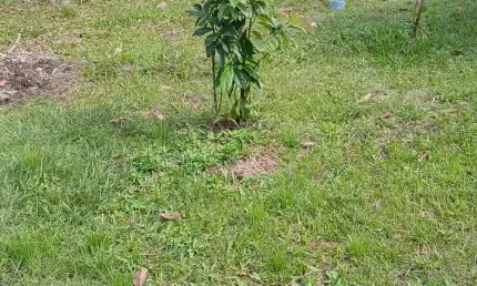 Lindo sitio em vale das pedrinhas - guapimirim - rio de janeiro, terra legalizada pelo incra