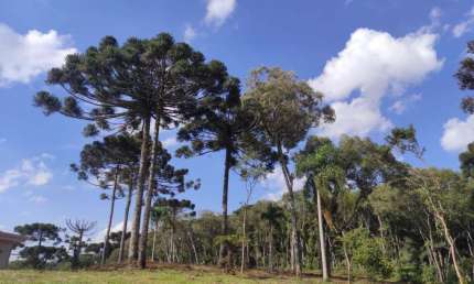 Terreno em condomínio fechado à venda na Anibal Antônio de Aguiar Maia, 13, Jardim Menino Deus, Quatro Barras, 4295 m2 por R$ 1.500.000