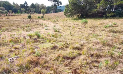 Chácara / sítio à venda na Zona Rural, São Francisco de Paula 