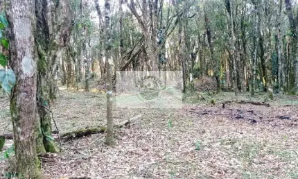 Sítio com 40.000 m2, parcialmente limpo, com nascente, 7 km do centro de Campo Alegre