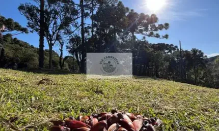 Sítio em Bateias de Baixo, com 19.991 m², com riacho e lugar alto para construção
