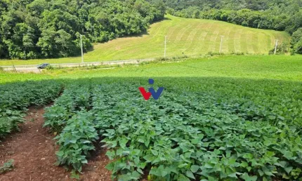Chácara à venda,21850.00 m , zona rural, ARAUCARIA - PR