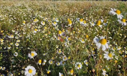 Área com 169.400m, abaixo do valor de mercado, 7 alqueires, a 2,7 km do centro de campo magro-pr