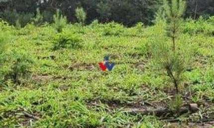 Área Rural à Venda, 17 Alqueires,Três Córregos, CAMPO LARGO - PR