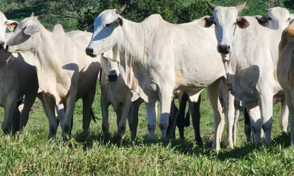Fazenda de pecuária a 70 km de itabuna. 452 hectares