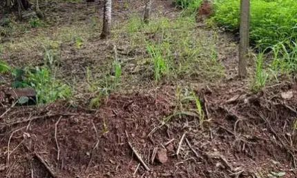 Terreno, Alpes de Piedade, Piedade - R$ 100 mil, Cod: 65