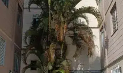Belissimo aparatamento para aluguel na vila figueira, suzano (proximo a santa casa) - ap2180