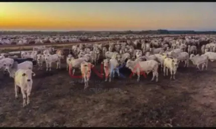 Fazenda à venda na Às Margens da Rodovia Mt, SN, Zona Rural, Diamantino