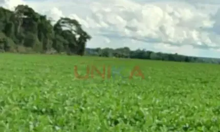 Fazenda para alugar na nova ubirata, sn, zona rural, nova ubiratã