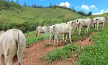 Sítio em Lima Duarte com 19,5 hectares em Lima Duarte-MG.