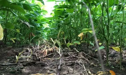 Fazenda para alugar na Zona Rural, Humaitá 
