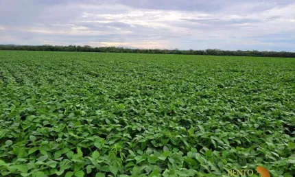 Fazenda à venda, 15300000 m² por R$ 15.000.000,00 - Zona Rural - Nossa Senhora do Livramento/MT