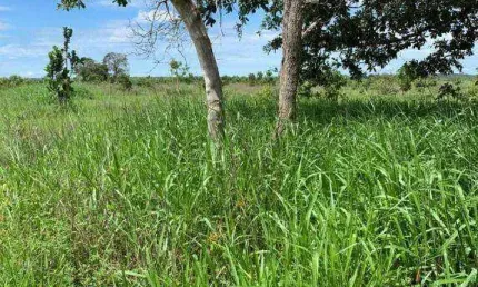 Fazenda na região de tesouro  à venda, 9060000 m² por r$ 15.000.000 - 256 - tesouro/mt