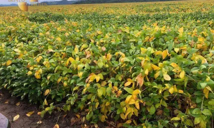 Fazenda no sul do pará à venda, 96800000 m² por r$ 300.000.000 - zona rural - santana do araguaia/pa