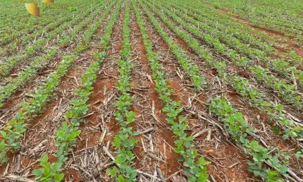 Fazenda 90km de Nova Mutum à venda, 62000000 m² por R$ 0 - Zona Rural - Nova Mutum/MT
