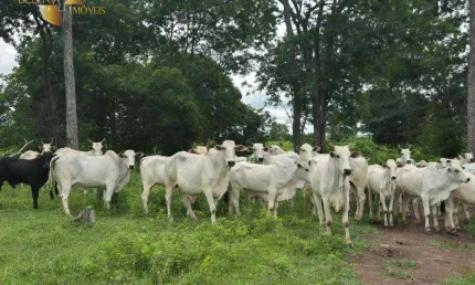 Fazenda à venda, 15410000 m² por R$ 15.500.000,00 - Zona Rural - Acorizal/MT