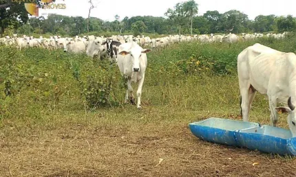Fazenda a 40mk da praia grande à venda, 16000000 m² por R$ 17.000.000 - Zona Rural -Várzea Grande/Mato Grosso