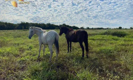 Fazenda à venda, 400000 m² por R$ 980.000,00 - Tremendão - Várzea Grande/MT