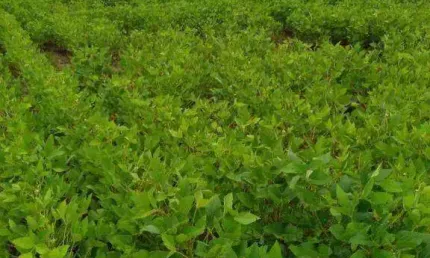 Fazenda para alugar, 1580000000 m² por R$ 291.666,68/mês - Zona Rural - Paranatinga/MT
