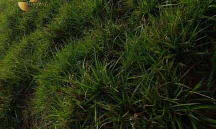 Fazenda à venda, 1670000 m² por R$ 3.500.000,00 - Zona Rural - Poxoréu/MT