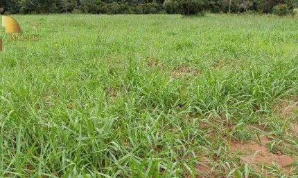 Fazenda à venda, 7300000 m² por R$ 26.005.000,00 - Centro - Poconé/MT
