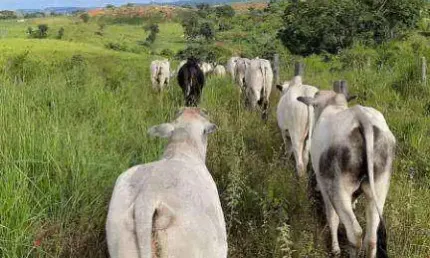 Fazenda à venda, 11600000 m² por R$ 40.000.000,00 - Zona Rural - Primavera do Leste/MT