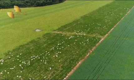 Fazenda à venda, 50500000 m² por R$ 340.000.000,00 - Zona Rural - Sinop/MT
