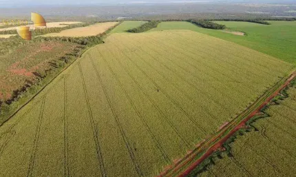 Fazenda à venda, 11450000 m² por R$ 34.000.000 - Diamantino/MT