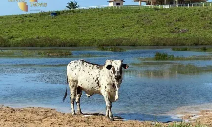 Fazenda à venda, 9000000 m² por R$ 22.000.000,00 - Suelandia - Rorainopolis/RR