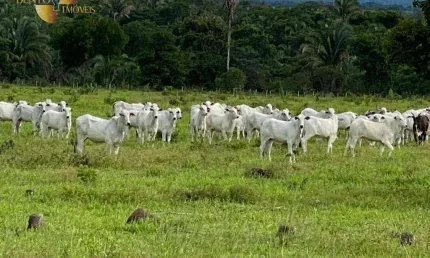 Fazenda à venda, 1740000 m² por R$ 4.700.000,00 - Zona Rural - Cuiabá/MT