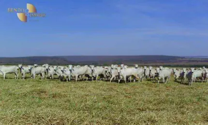 Fazenda à venda, 78000000 m² por R$ 140.000.000,00 - Zona Rural - Nova Mutum/MT