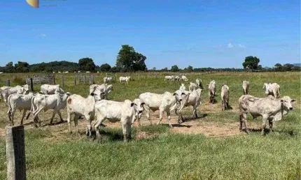 Fazenda à venda, 20500000 m² por R$ 55.350.000,00 - Zona Rural - Cuiabá/MT
