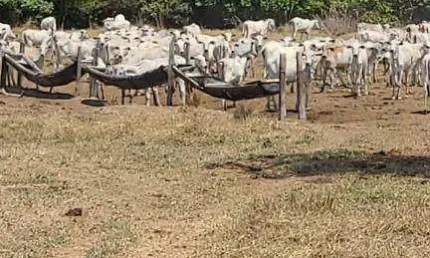 Fazenda à venda, 19750000 m² por R$ 28.500.000,00 - Zona Rural - Barão de Melgaço/MT